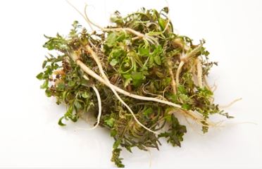 3월 제철 음식&amp;#44; 식재료&amp;#44; 해산물&amp;#44; 과일&amp;#44; 달래&amp;#44; 씀바귀&amp;#44; 쑥&amp;#44; 소라&amp;#44;