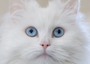 터키시앙고라(Turkish Angora)