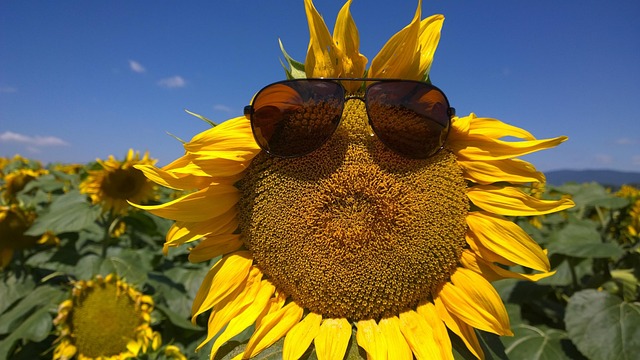 함안 강주 해바라기 축제 일정