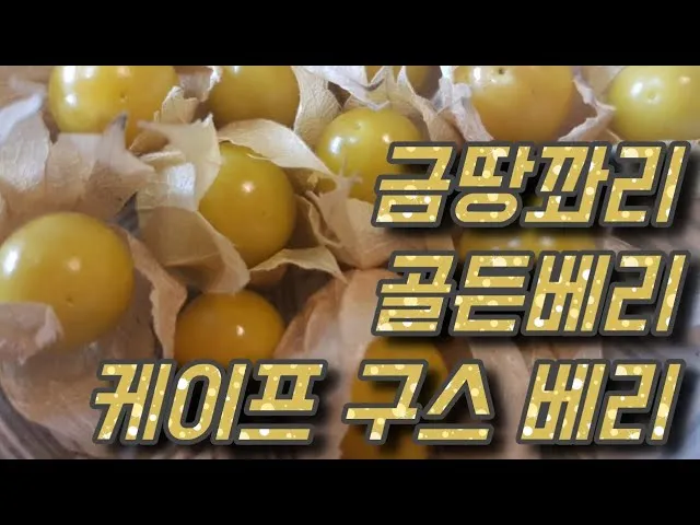 구스베리 재배 가시 관리 통풍 확보 열매 보호_6