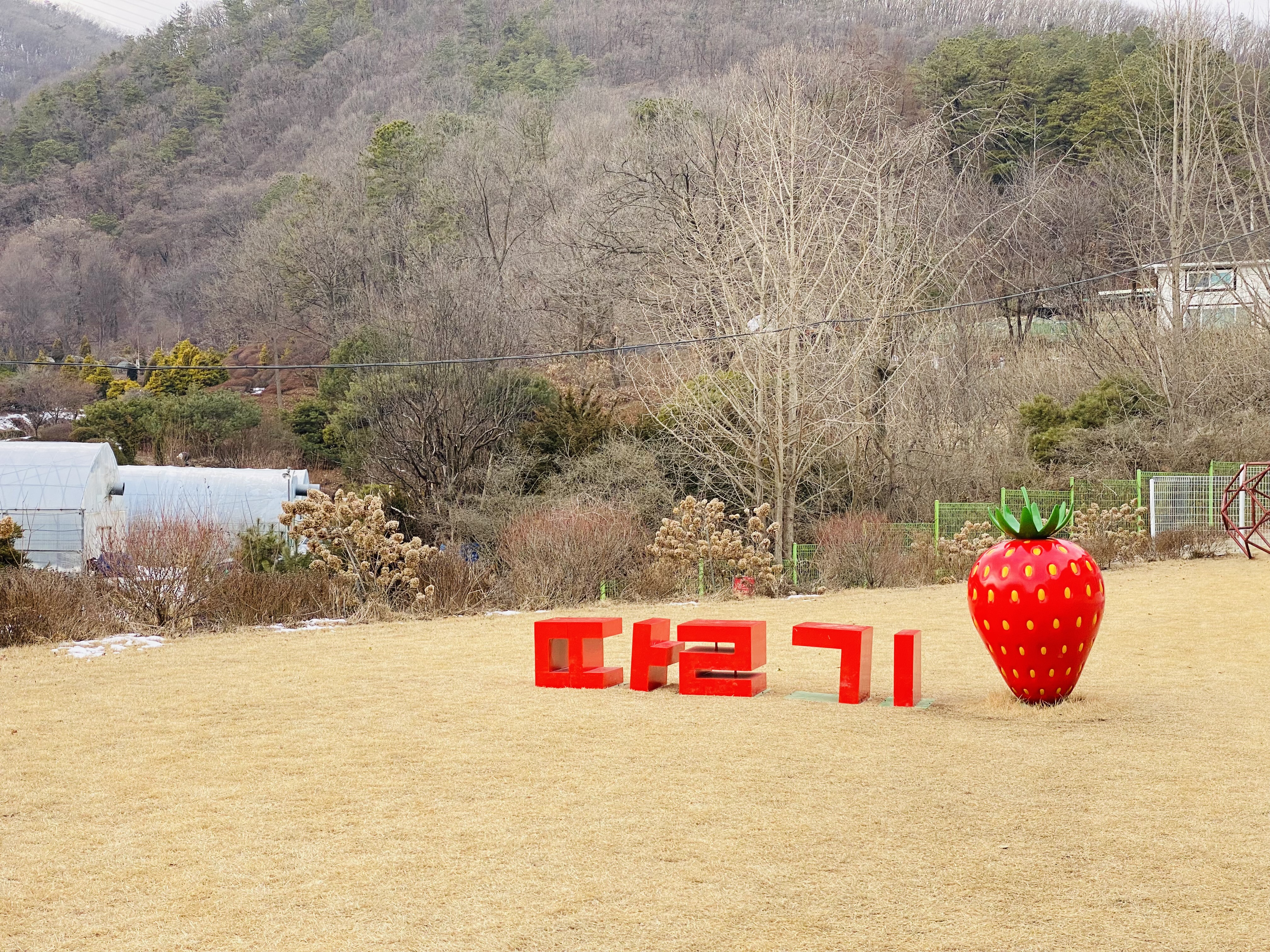 율봄식물원 딸기