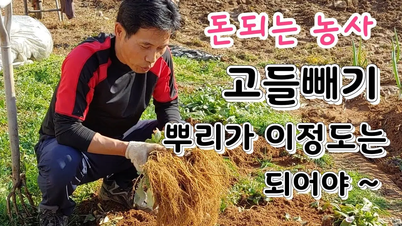고들빼기 파종시기 심는시기 수확시기 농작물 재배_5