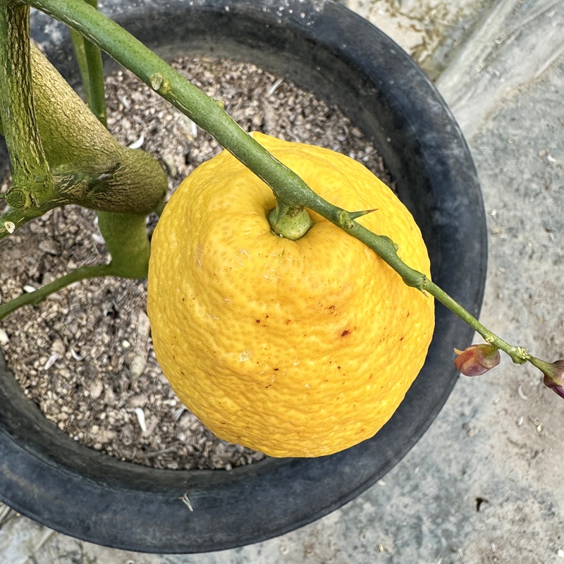 레몬나무 키우기 묘목 판매