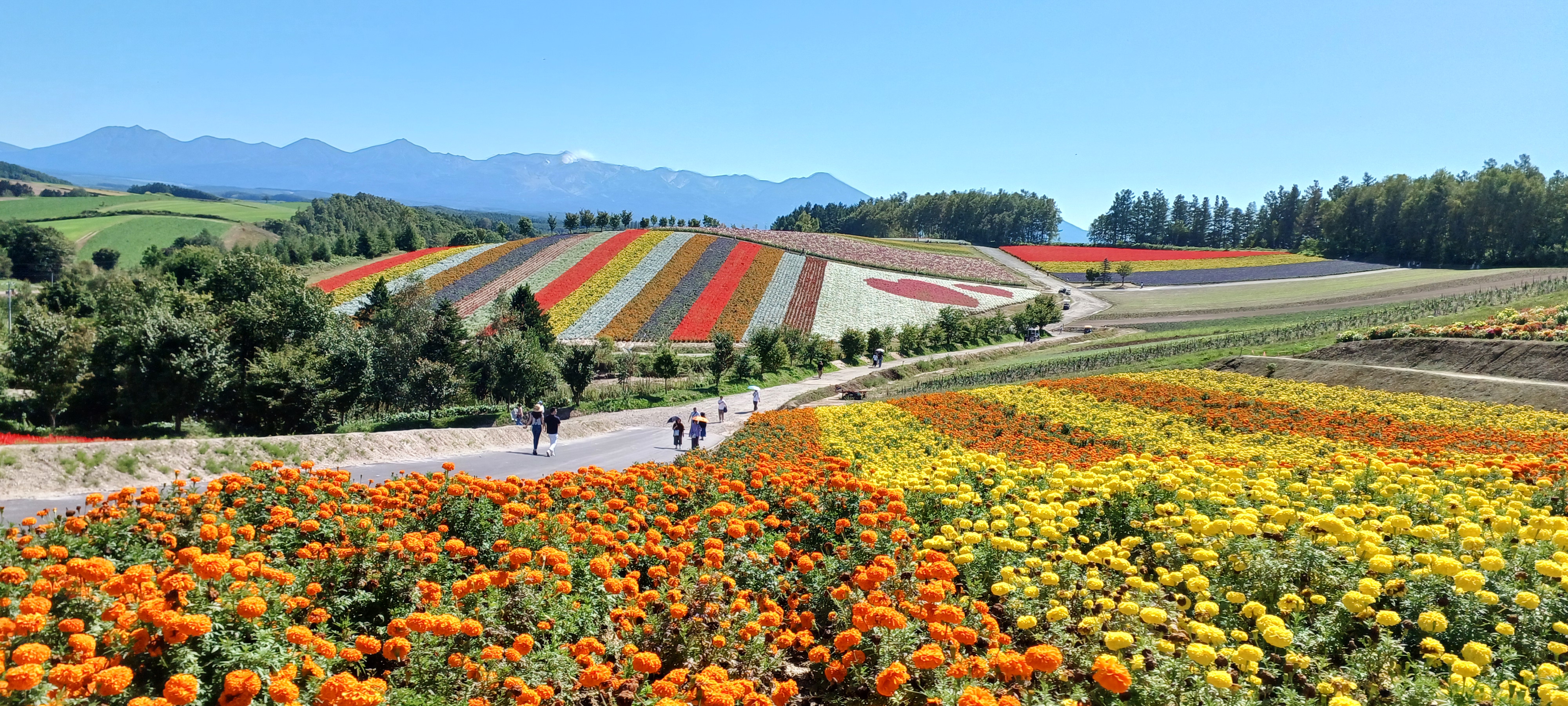 삿포로-비에이-투어-청의호수-사계채의언덕-1