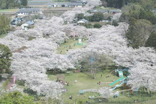 모치오공원벚꽃축제 -이미지출처-일본정부관광국