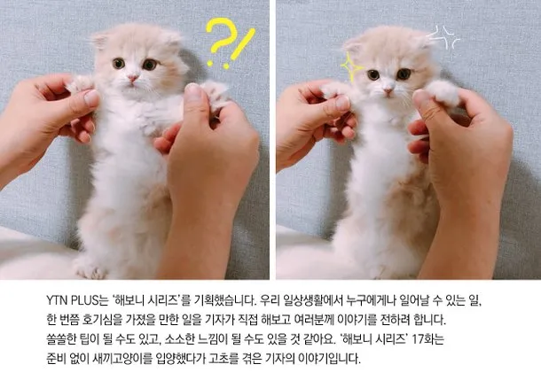 새끼고양이 질병 사료 접종_7