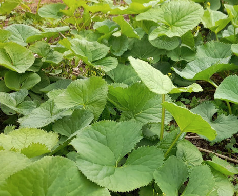 곰취나물