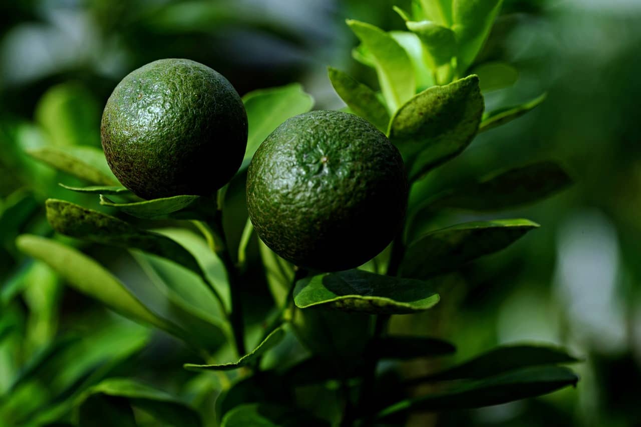 깔라만시효능,깔라만시칼로리,깔라만시섭취방법,깔라만시고르는법,깔라만시요리,깔라만시부작용,깔라만시영양소,깔라만시위장장애,깔라만시제품,깔라만시가루,깔라만시주스