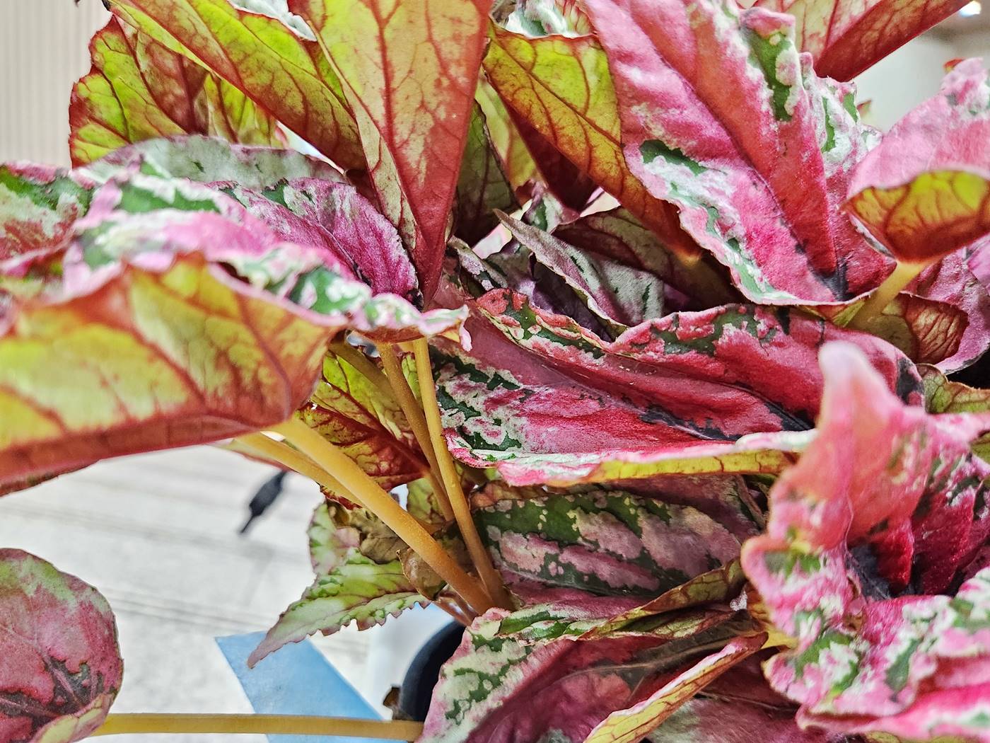 베고니아 마우이선셋 Maui Sunset