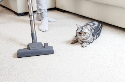 청소기와 고양이.
