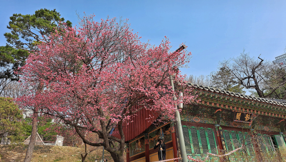 2025. 4. 19. 봉은사 연등제 야경 산책 후기 (겹벚꽃, 라일락, 홍매화 개화상황 포함)