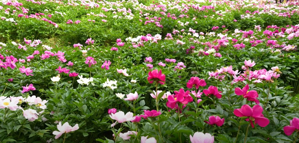 5월에 꼭 가봐야 할 적국 봄꽃 명소