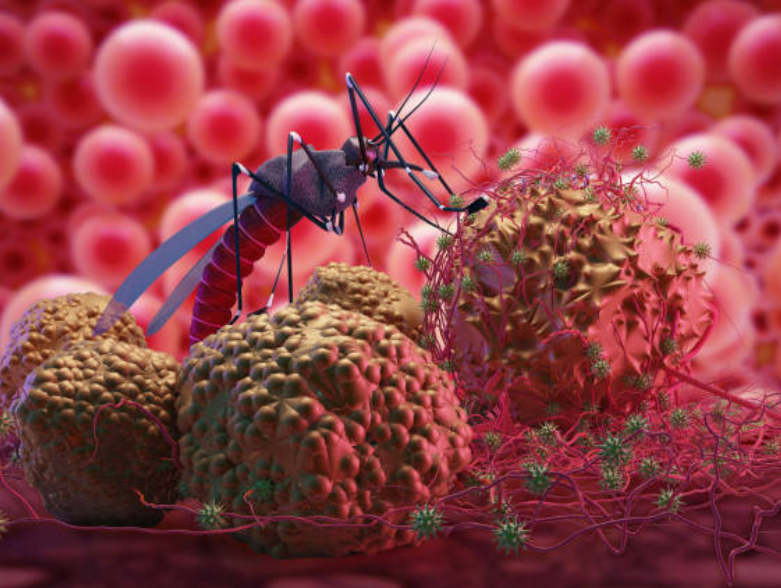 말라리아와 관련된 사진3