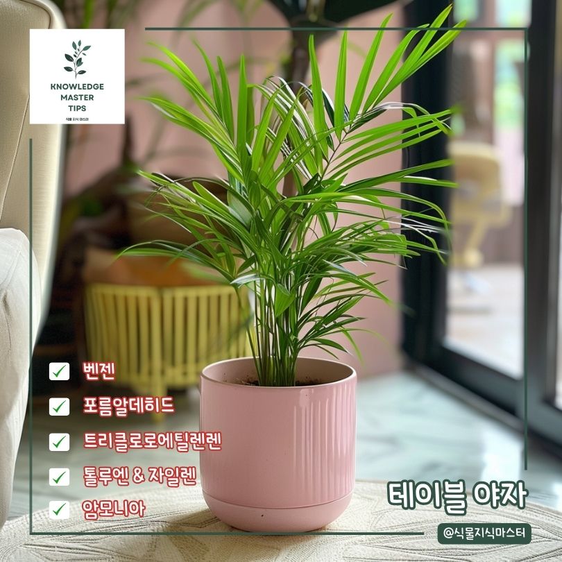 새집증후군 식물 테이블 야자