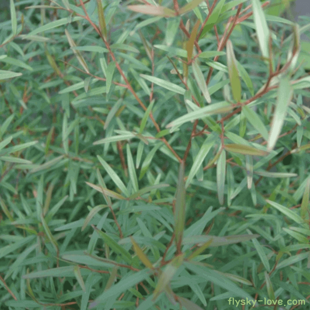 피부 트러블에 효과적인 티트리