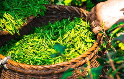 건강한 두뇌 식품: 기억력 향상과 뇌 건강에 도움