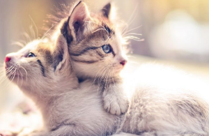 앉고 있는 고양이