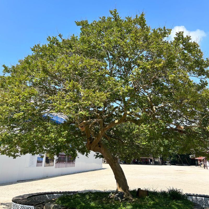 선운산도립공원