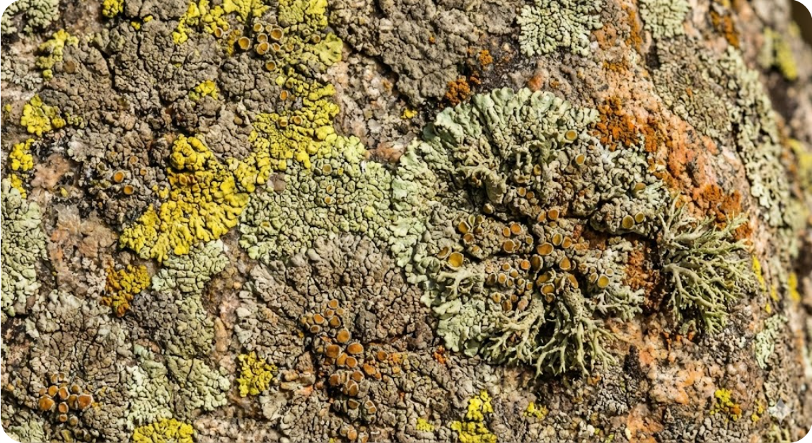 광산&middot;인공 지하공간 미생물과 인간 이후에 형성된 새로운 생태계