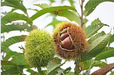 가을 제철음식 밤 효능과 영양성분