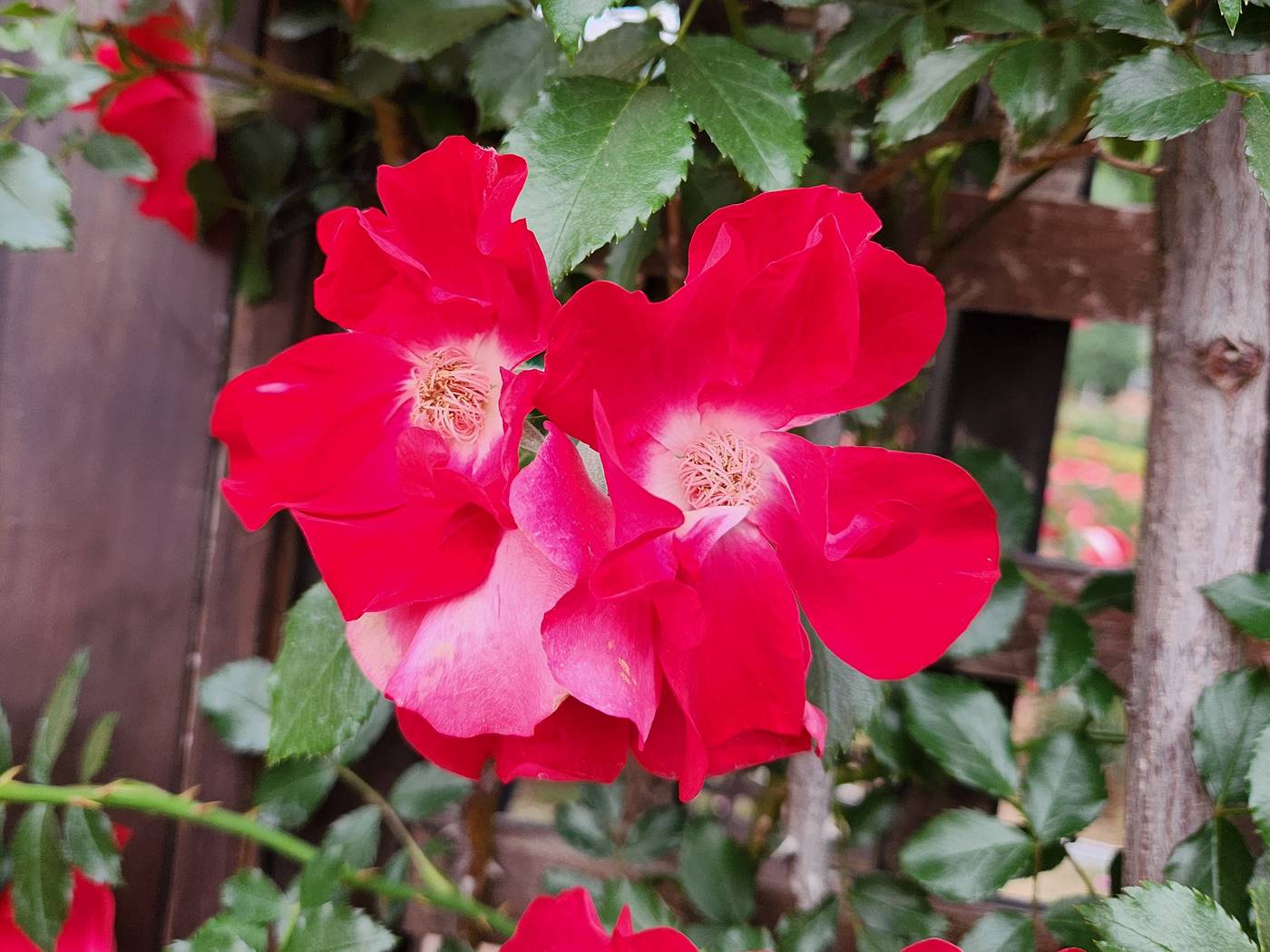 덩굴장미 다이나마이트 Dynamite