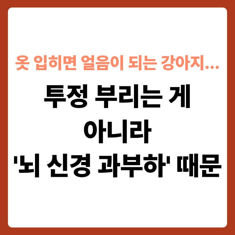 두꺼운 겨울 니트 옷을 입은 채 고개를 숙이고 방바닥에 뻣뻣하게 굳어 서 있는 강아지의 앞모습