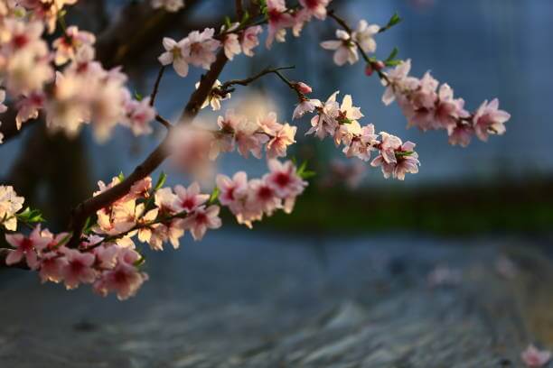 2024년 광양 매화축제 안내. 축제기간&amp;#44; 행사안내&amp;#44; 주차장&amp;#44; 무료셔틀