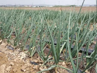 양파 재배 요령 정식 웃거름 도복 수확 건조 포인트_2