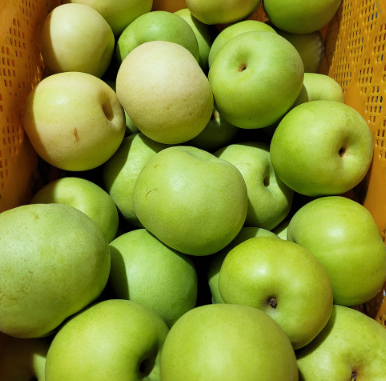 전북 익산의 프리미어 농짱 그린시스 배