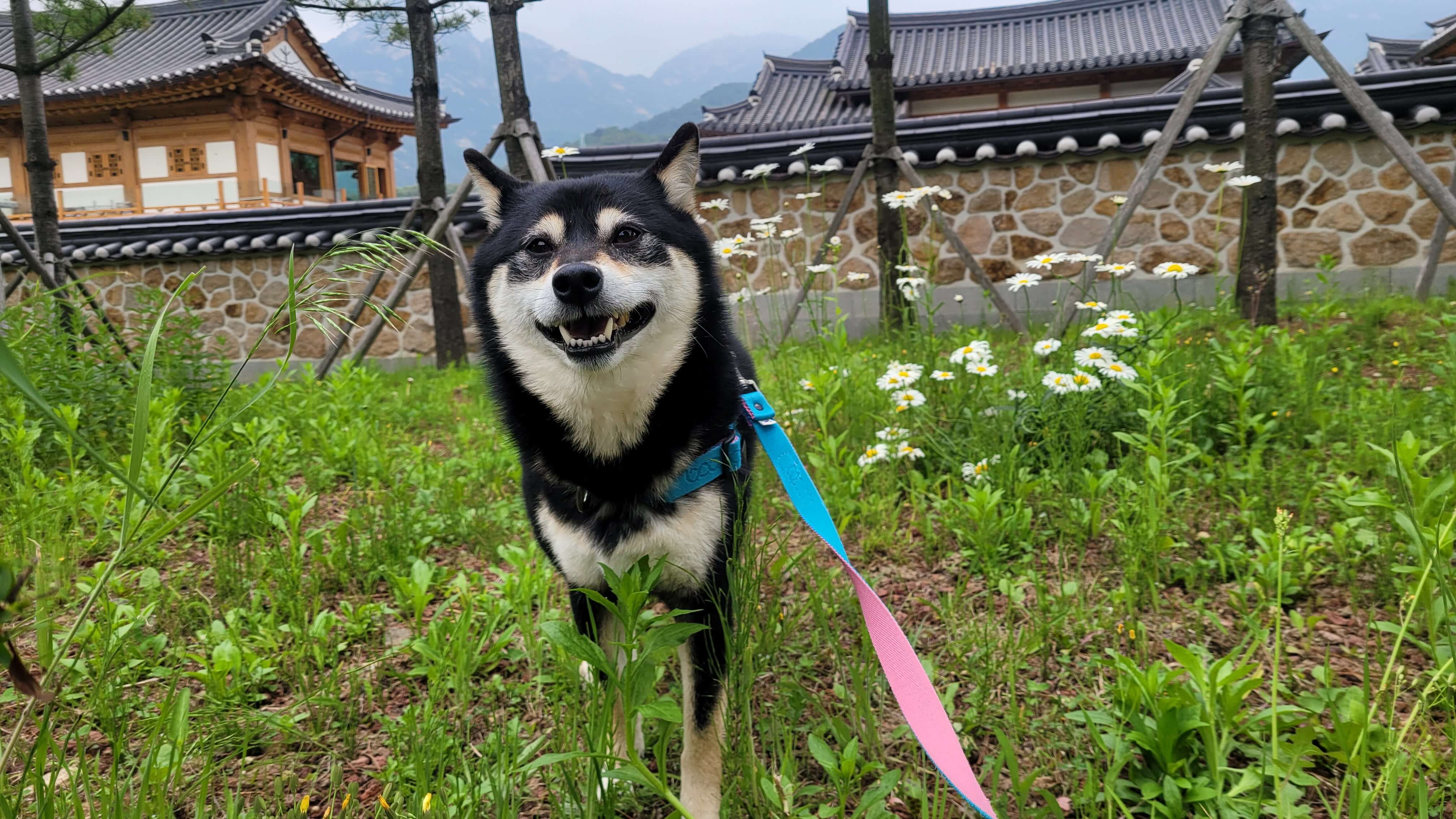 꽃과-풀-사이에-서있는-강아지