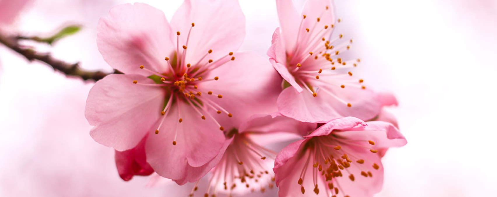 출처 진해 군항제