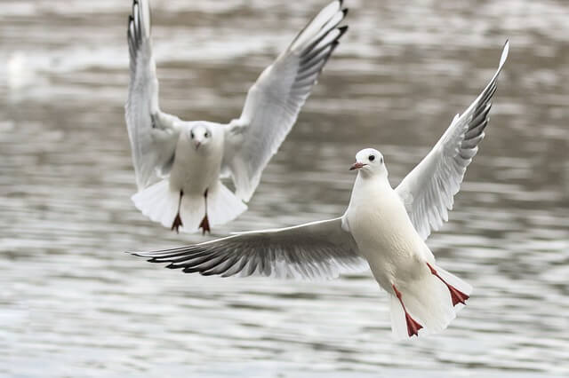 조류독감 H5N2 첫 사망자 확인