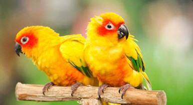 울산대공원장미축제