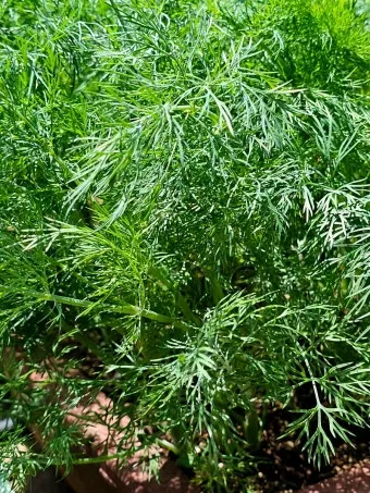 딜 재배 파종 간격 화분 키우기 잎과 씨앗 활용_5