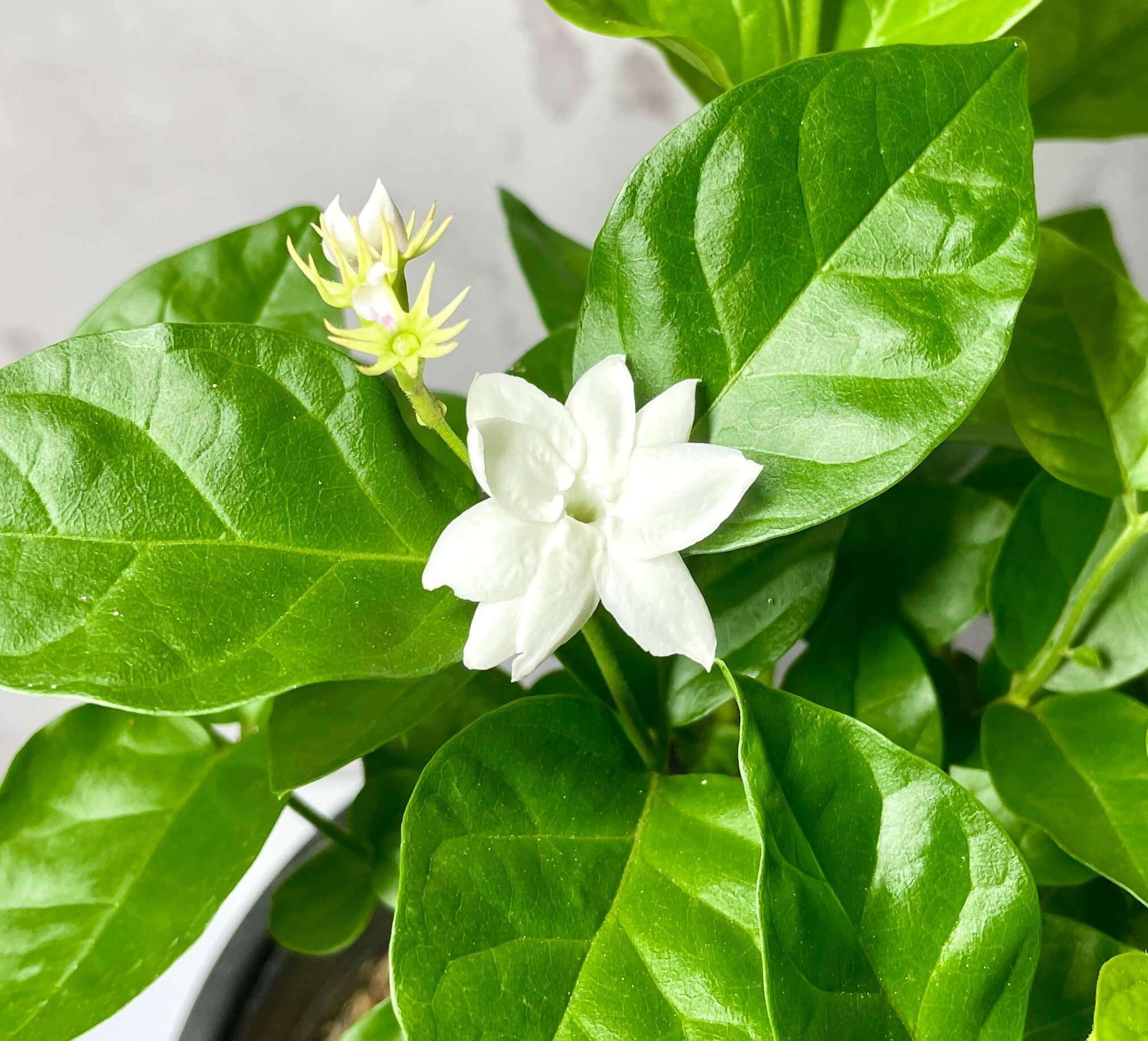 아라비안 자스민 키우기