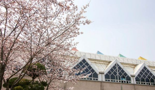 도봉구 벚꽃