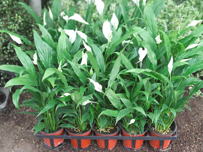 실내공기정화식물