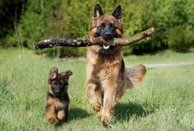 반려동물 운동 및 활동량 관리 – 건강하고 활기찬 삶을 위한 필수 전략