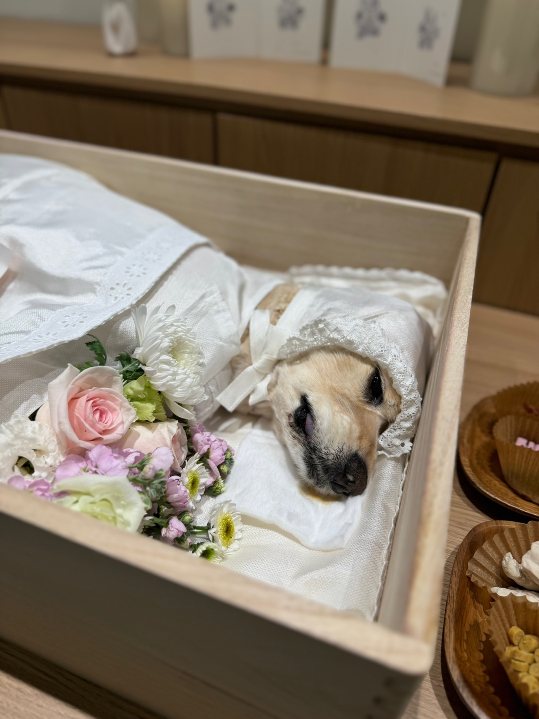 반려견 호두 추모하는 모습