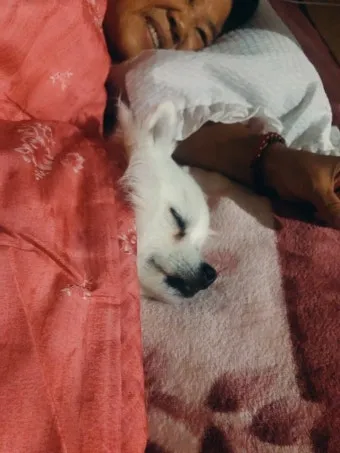 강아지 췌장암 증상 진단 치료법 안내_13