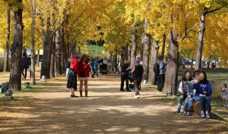 괴산 문광저수지 은행나무길