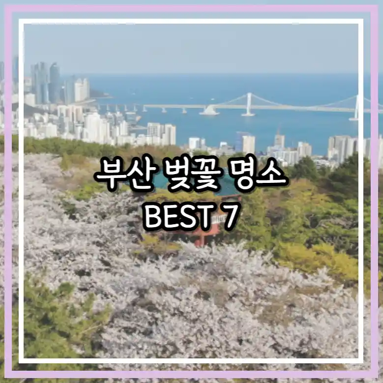 부산 벚꽃 명소 썸네일 사진