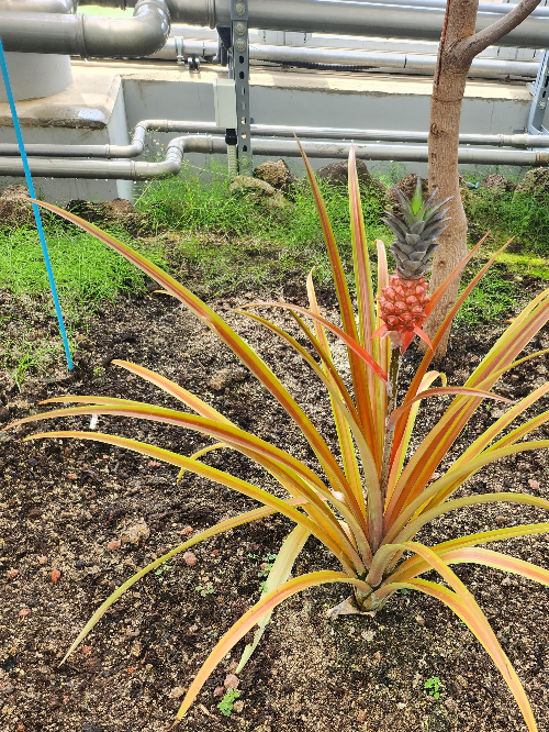 국립농업박물관 파인애플