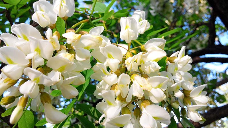 안산자락길 아까시꽃(Acacia)