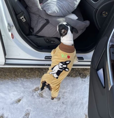 강아지검은설사 흑변 혈변