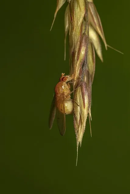 초파리 없애는 방법 효과 만점 초파리 트랩 만들기_2