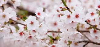 벚꽃길 산책 코스 관련 사진