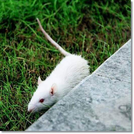 헛개나무 효능 피로 해소, 수영 시간이 길어진 실험쥐