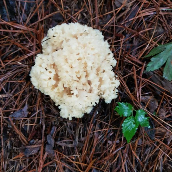 자연산 꽃송이 버섯 4