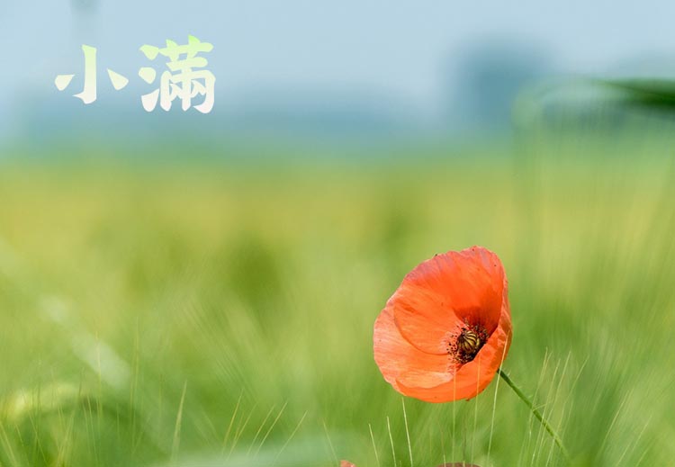 보리밭